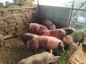 porci de vanzare