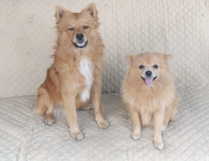 DONEZ Pomeranian șpitz, nu sunt pomeranian mini - imagine 5