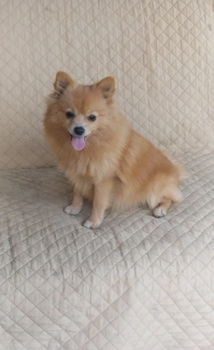 DONEZ Pomeranian șpitz, nu sunt pomeranian mini - imagine 2