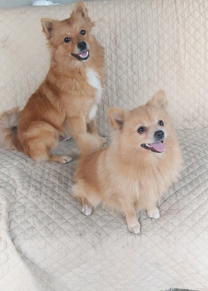 Donez pomeranian șpitznu sunt pomeranian mini - imagine 2