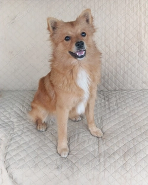 DONEZ Pomeranian șpitz, nu sunt pomeranian mini - imagine 4