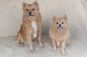 DONEZ Pomeranian șpitz, nu sunt pomeranian mini - imagine 3