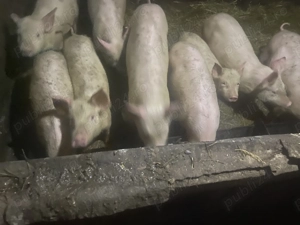 Vând purcei de 12 săptămâni 