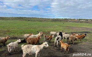 Capre de vanzare  - imagine 2