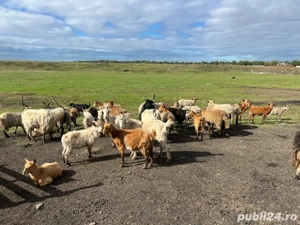 Capre de vanzare  - imagine 4