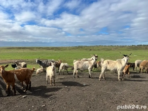 Capre de vanzare  - imagine 3