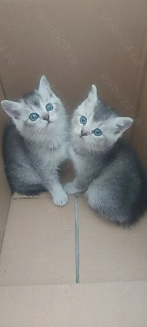 British shorthair chinchilla 
