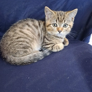 Scotish straight baiat - imagine 2