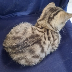 Scotish straight baiat - imagine 4