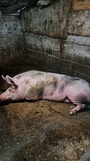 Vand Porc de Periș: Pietrean Belgian 400kg