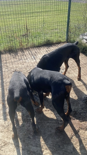 Schimb mascul Doberman sau vând vârsta 1 An - imagine 4 Schimb mascul Doberman sau vând vârsta 1 An - imagine 4