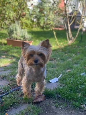 Pui Yorkshire Terrier adorabili   căutăm familii iubitoare și responsabile - imagine 5