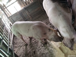 purcea 200 kg Teleorman 