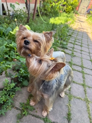 Pui Yorkshire Terrier adorabili   căutăm familii iubitoare și responsabile - imagine 3