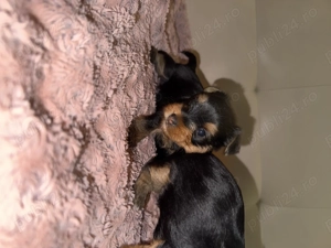 Pui Yorkshire Terrier adorabili   căutăm familii iubitoare și responsabile