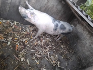 Porc de vanzare 170kg