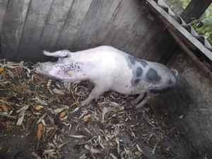 Porc de vanzare 170kg - imagine 2 Porc de vanzare 170kg - imagine 2