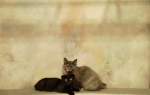 Sweet Baghera si Blue Love cauta Om 