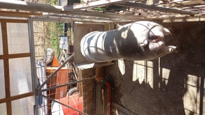 Porci si purcei - imagine 2