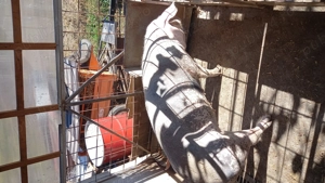 Porci si purcei - imagine 3