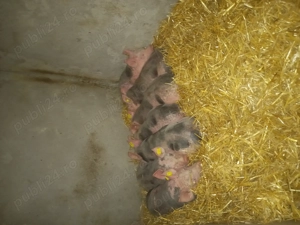 Porci si purcei - imagine 4