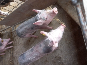 Porci si purcei - imagine 5