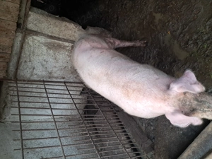 Vand porc, Goranu, Valcea.