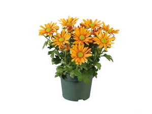 vând  garsoniera  cf3 baicului