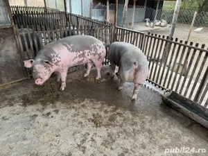 Porci de rasa de vanzare