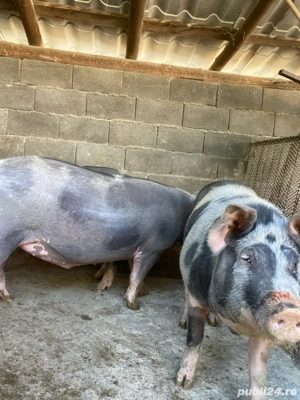 Porci pentru Crăciun de vânzare - imagine 2