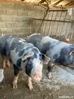 Porci pentru Crăciun de vânzare - imagine 4