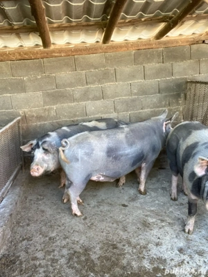 Porci pentru Crăciun de vânzare - imagine 3