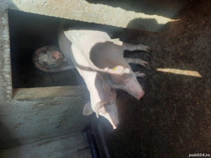 Porci da vinzare - imagine 4 Porci da vinzare - imagine 4