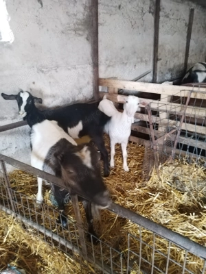 Vand patru capre - imagine 2 Vand patru capre - imagine 2