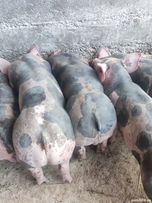 purcei pietrain - imagine 2