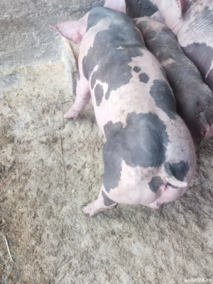 purcei pietrain - imagine 5