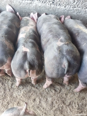 purcei pietrain - imagine 4