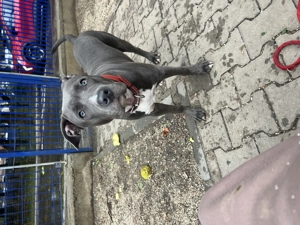 vând amstaff blue  - imagine 2 vând amstaff blue  - imagine 2