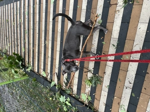 vând amstaff blue  - imagine 4 vând amstaff blue  - imagine 4