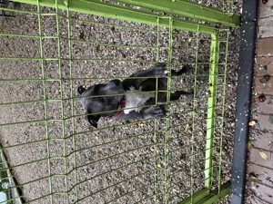 vând amstaff blue  - imagine 3 vând amstaff blue  - imagine 3