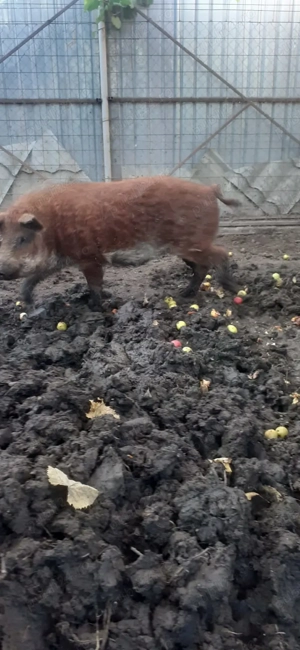 Vier mangalita - imagine 2