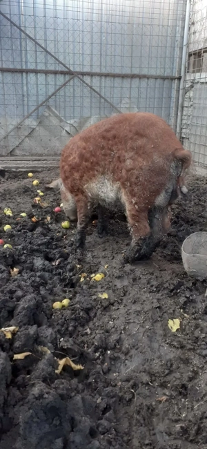 Vier mangalita - imagine 3