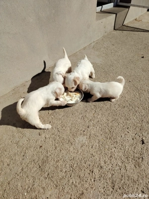 Căței bișonii - imagine 3 Căței bișonii - imagine 3