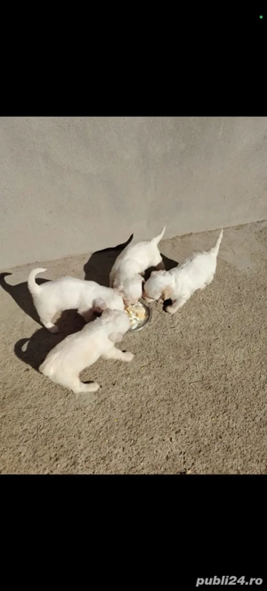 Căței bișonii - imagine 2 Căței bișonii - imagine 2