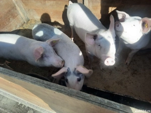 Porci da vinzare - imagine 5 Porci da vinzare - imagine 5
