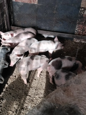 Vând purcei de rasa 