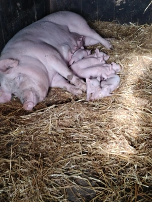 Vând purcei de rasa  - imagine 2
