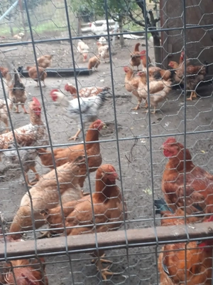 Vand cocosi kabir 3-4kg