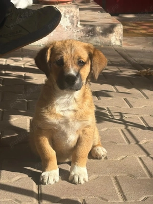 Ofer spre adopție o cățelușă 