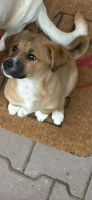 Ofer spre adopție o cățelușă  - imagine 2